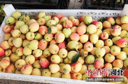 石家庄水果最新爆料事件,最新爆料揭示行业乱象